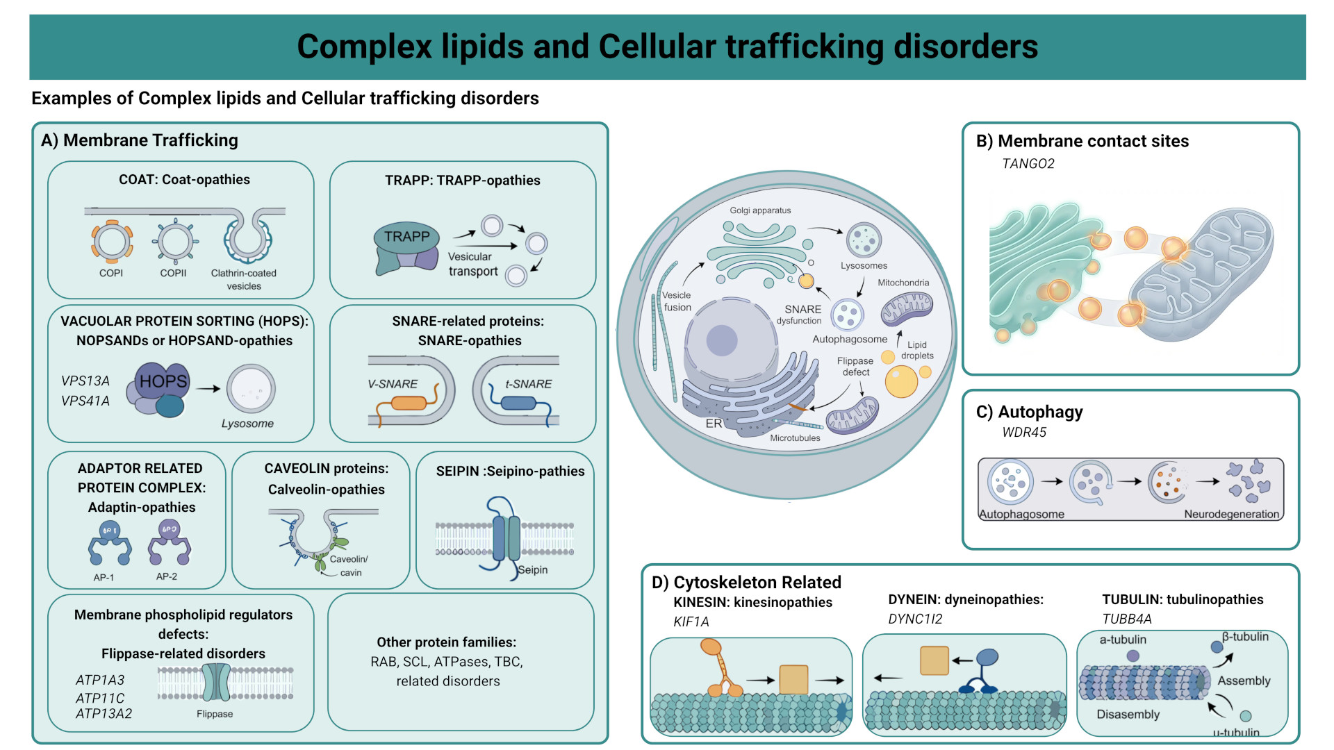 Schéma - Maladies liées au lipides complexes